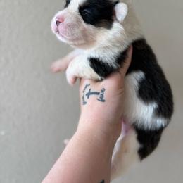 Jasper - Black and tan male Pembroke Welsh Corgi puppy in Aberdeen, Washington from Coastal country Farms