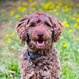 Elvis - Aussiedoodle
