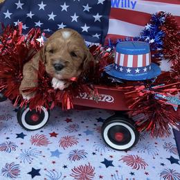 Willy - Red male Cockapoo puppy in Connersville, Indiana from MoonShine Babies