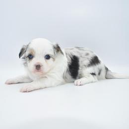 Hopper - Merle male Chihuahua puppy in Bulls Gap, Tennessee from Smokey Mountain Chihuahuas