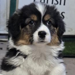 Blue male - Black and tan male Pembroke Welsh Corgi puppy in Harrisburg, Illinois from Parish Corgis