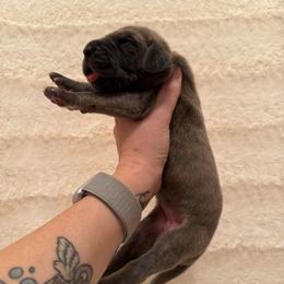 Blossom - Blue female Great Dane puppy in Jerusalem, Arkansas from Mara Danes
