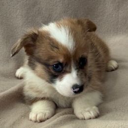 Girl 4 - Sable female Pembroke Welsh Corgi puppy in Huntington Beach, California from Gingerbread
