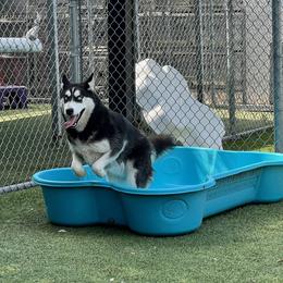 Dino - Black and white male Siberian Husky puppy in York, Maine from Maine Coast Huskies