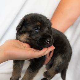 German Shepherd Puppies from Uinta Mountain Shepherds