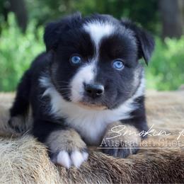 Cedar - Black tri-color male Australian Shepherd puppy in Grapeland, Texas from Smokin K Aussies