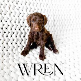 Wren - Chocolate female Goldendoodle puppy in Springville, Utah from Happy Doodle