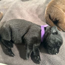 Dark Purple Girl - Black female Labrador Retriever puppy in Rock Hill, South Carolina from North Star Retrievers