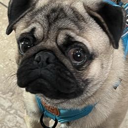 Cornbread - Pug