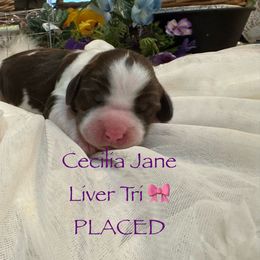 Cecilia Jane - Liver white and tan English Springer Spaniel puppy in Cookeville, Tennessee from Krossroads Kennel