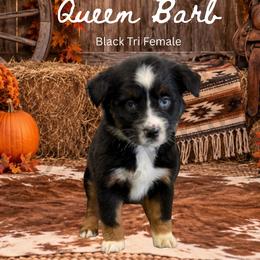Queen Barb - Black tri female Miniature Australian Shepherd puppy in Oronogo, Missouri from Dutton's Show Me Farms