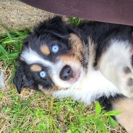 Miniature Australian Shepherds from EZ Ranch Australian Shepherds