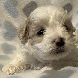 Cockapoo, Goldendoodle, and Maltipoo Puppies from Loris Pampered Pooches💕