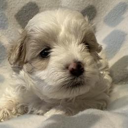 Cockapoo, Goldendoodle, and Maltipoo Puppies from Loris Pampered Pooches💕