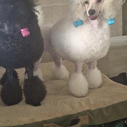 Poodles from LaZol's  Minis