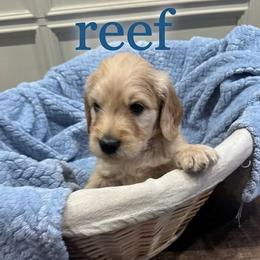 Reef - Cream male Goldendoodle puppy in Rochester, Massachusetts from Petal Perfect Puppies