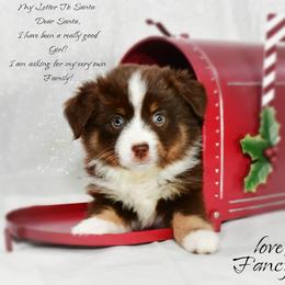 Fancy - Red tri-color female Australian Shepherd puppy in Ranger, Texas from Outback Mini Aussies