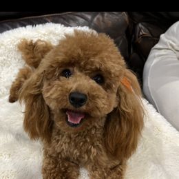 Bloom - Cavapoo
