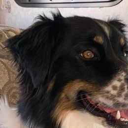 Stella - Australian Shepherd