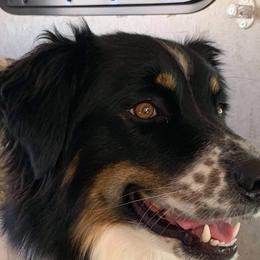Stella - Australian Shepherd