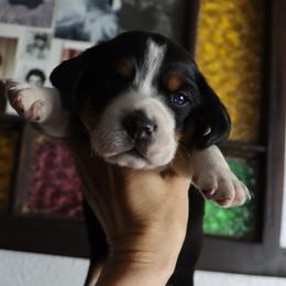 Marigold - Black tan and white male Beagle puppy in Susanville, California from Homegrown Beagles