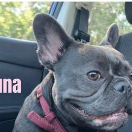 Luna - French Bulldog
