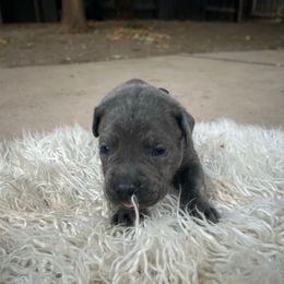 Banyan Tree - Gray brindle male Cane Corso puppy in Elk Grove, California from DiamondBabyCorso