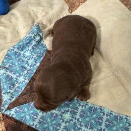 Boy 3 - Chocolate and tan male Dachshund puppy in Mount Airy, North Carolina from Mayberry Dachshunds
