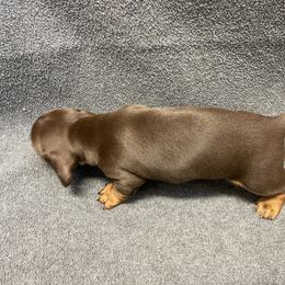 Dachshund Puppies from Waite's Dachshunds