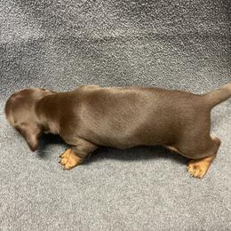 Dachshund Puppies from Waite's Dachshunds