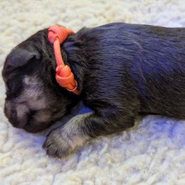 Boy 1 - Liver male Miniature Schnauzer puppy in Brownwood, Texas from Texas Dreams Mini Schnauzers
