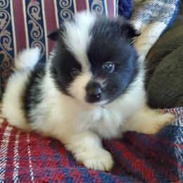 Rowdy - Black parti male Pomeranian puppy in Bellevue, Iowa from Fluffy Wonders Poms and Doodles