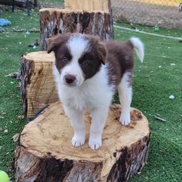 Amber - White and red female Border Collie puppy in Morgan, Texas from Shooting Star Ranch