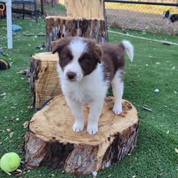 Amber - White and red female Border Collie puppy in Morgan, Texas from Shooting Star Ranch