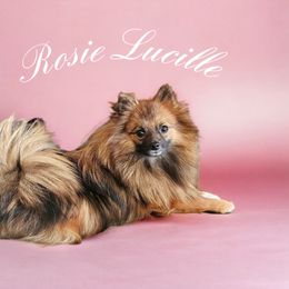 Rosie - Pomeranian