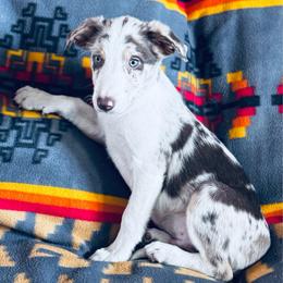 Boy 3 - red merle tri - Red merle male Border Collie puppy in Minden, Iowa from Rocking N Registered Border Collies & Labradors