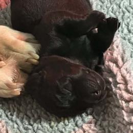 Cinnabon - Black female Labrador Retriever puppy in Manchester, Maryland from TMK Labradors