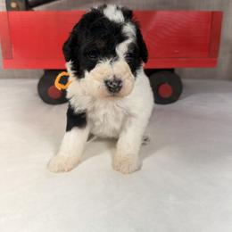 Dasher - Parti male Poodle puppy in Luana, Iowa from Country View Bernedoodles and Goldendoodles
