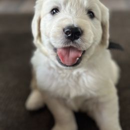 1st choice - Light golden male Golden Retriever puppy in Decatur, Indiana from Golden Bundles