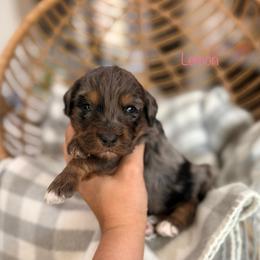Lemon - Blue merle female Bernedoodle puppy in Las Vegas, Nevada from Dose of Doodles
