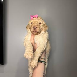Pearl - Cream female Goldendoodle puppy in Howard City, Michigan from Doodles and Chaos