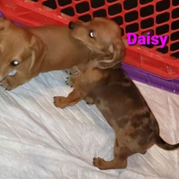 Dachshund Puppies from I DREAM OF DACHSHUNDS