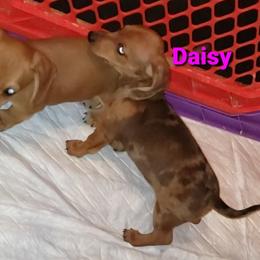Dachshund Puppies from I DREAM OF DACHSHUNDS