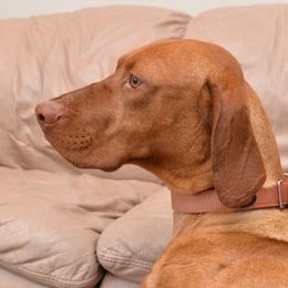 Cliff - Vizsla