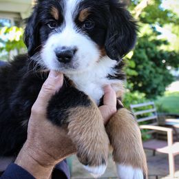 Bernese Mountain Dog Puppies from Locust Hill Berners