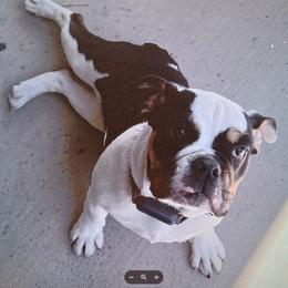Bulldog puppies from Velvet's Bulldogs