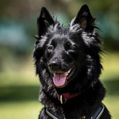 Belgian Sheepdogs and Pembroke Welsh Corgis from Empire Rebel Belgian’s