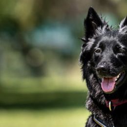 Belgian Sheepdogs and Pembroke Welsh Corgis from Empire Rebel Belgian’s