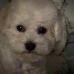 Silver-gray male - White male Bichon Frise puppy in Apple River, Illinois from Barb's Bichons Bichonfrise.ws