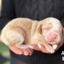 Anthony - Caramel red male Australian Labradoodle puppy in Morgan Hill, California from Loving Labradoodles